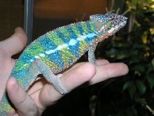 Male ambilobe 7 months