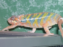 Male ambilobe 7 months