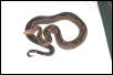 7 foot Striped male BCI