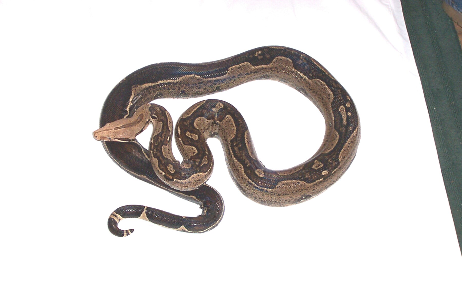 7 foot Striped male BCI