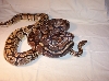 2 different colored normal Ball pythons!