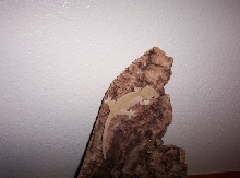 2 tone female crested gecko