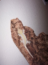 2 tone male crested gecko!