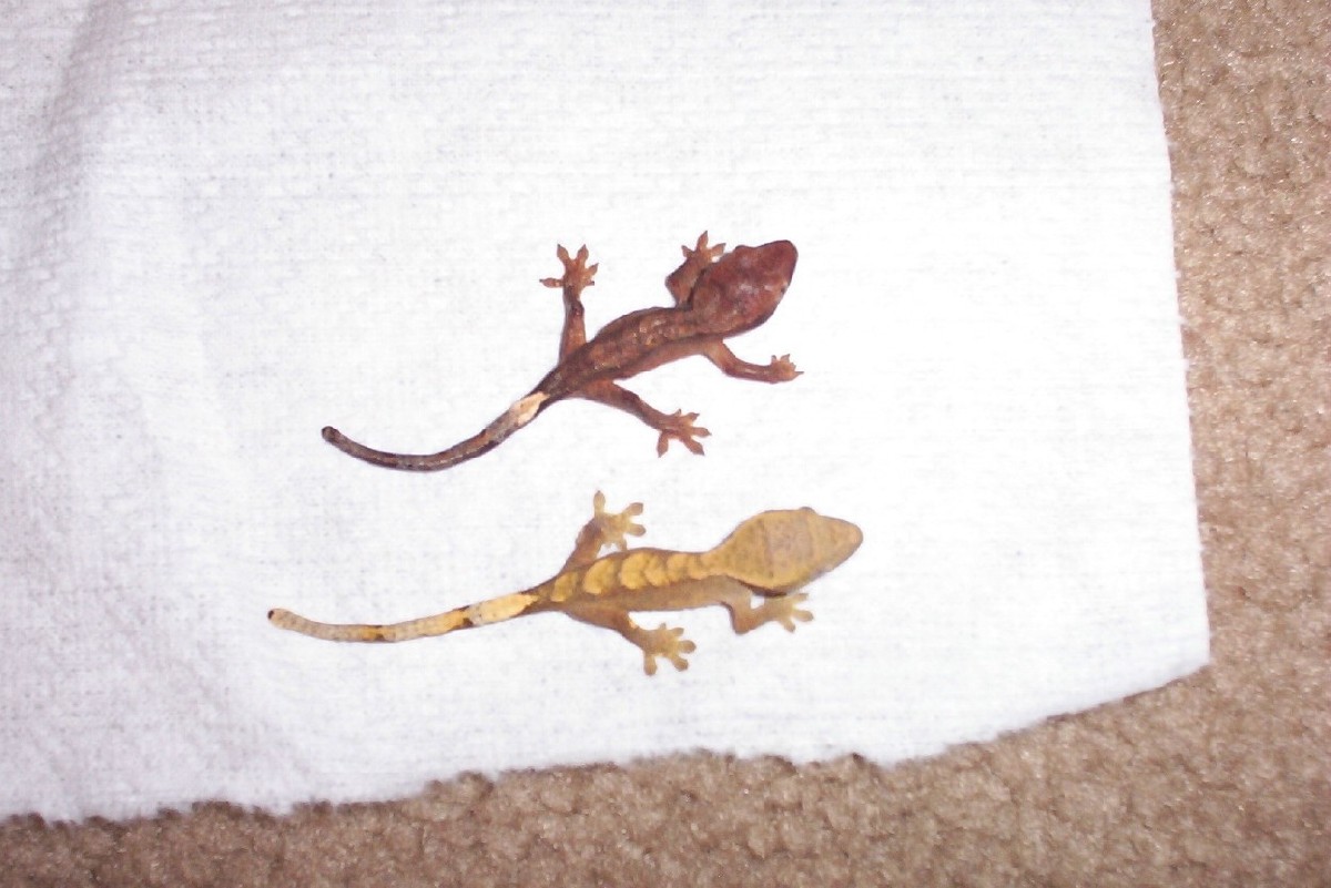 BABYS!!!