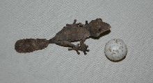 Baby Henkeli 1
