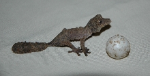 Baby Henkeli 2