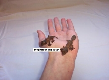 CB Henkeli Geckos!
