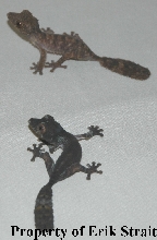 2 more baby henkeli!