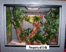 Crested gecko cage!
