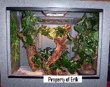 Crested gecko cage!!!!!!!