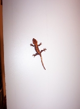 baby crested