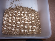 More, More, More eggs!