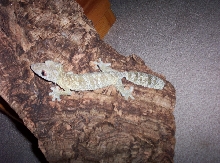 Female Henkeli!