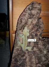GREEN male crested gecko!!!
