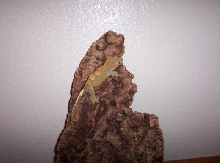 Giant adult female crested!