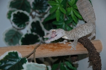Henkeli male