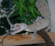 Male Henkeli 2