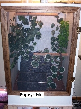 HENKELI Leaf-tail gecko cage!!