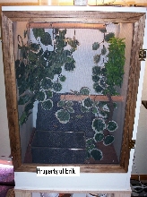 Henkeli Leaf-tail gecko cage!