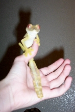 lined Leaf-tail!!!