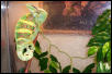 my male veiled!
