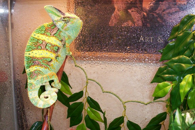 my male veiled!