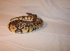 Male Pastel pic 2