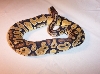 Male Pastel pic 3