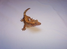 One of my new crested gecko females!