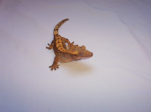 One of my new crested gecko females!