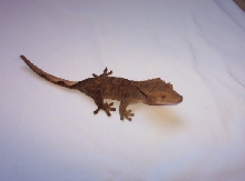 Dark female crested gecko!
