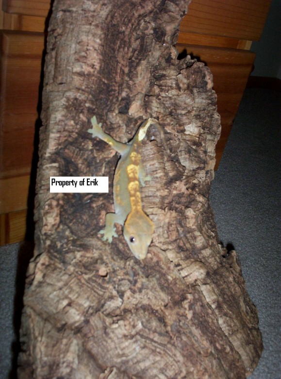 Female crested Gecko!!!