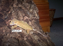 Orange female Crested Gecko!