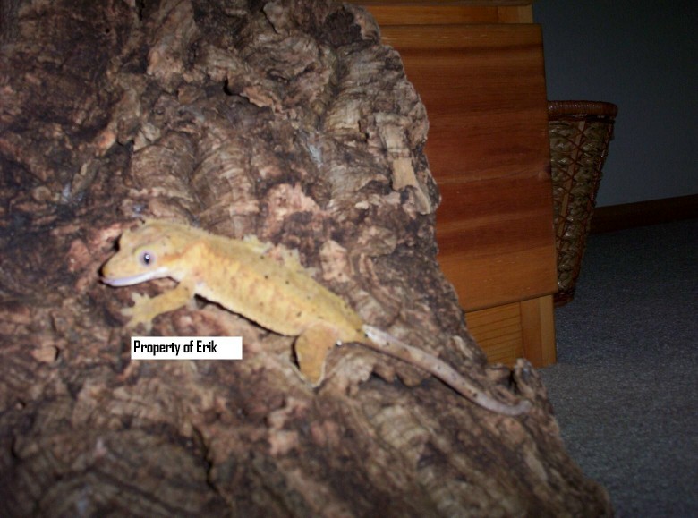 Orange female Crested Gecko!