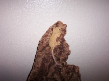Orange female Crested gecko!