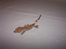 Part-Pinstripe Female crested