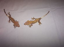 Pinstripe Pair!