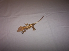 Pinstripe male crested