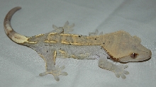 part. pinstripe female crested