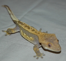 male pinstripe