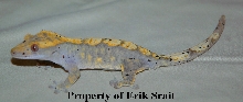 Slate female crested!