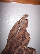 Female Crested!