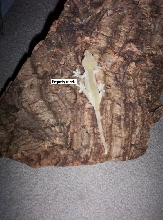 FEMALE CRESTED GECKO!
