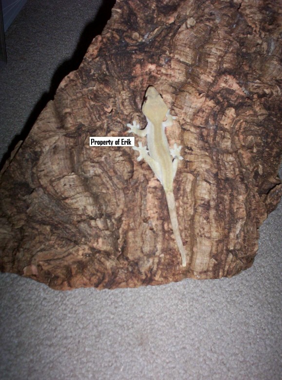FEMALE CRESTED GECKO!