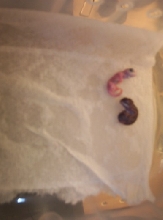 LEUCISTIC VIELED?????