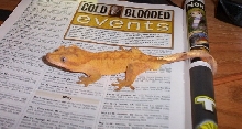 NEON orange crested gecko