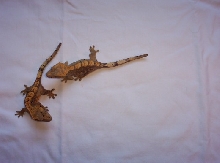 Sister Crested geckos