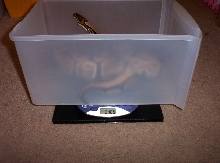 The 6.2 pound FEMALE BALL PYTHON!!!!!