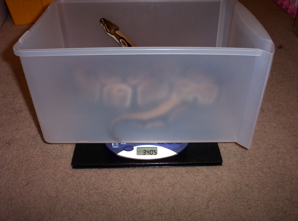 The 6.2 pound FEMALE BALL PYTHON!!!!!