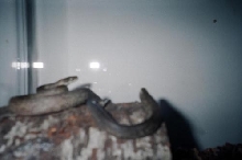 Maclot's python